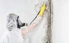 Best Mold Odor Removal Services  in Rossmoor, NJ